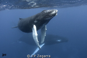 a magical experience with the Humpbacks at the Silver Ban... by J P Zegarra 